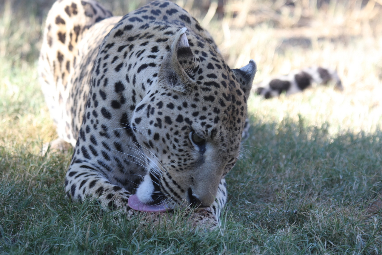 [5928] 2016_06_23_10_27_46_Africa_Canon_EOS_40D_IMG__08574.jpg