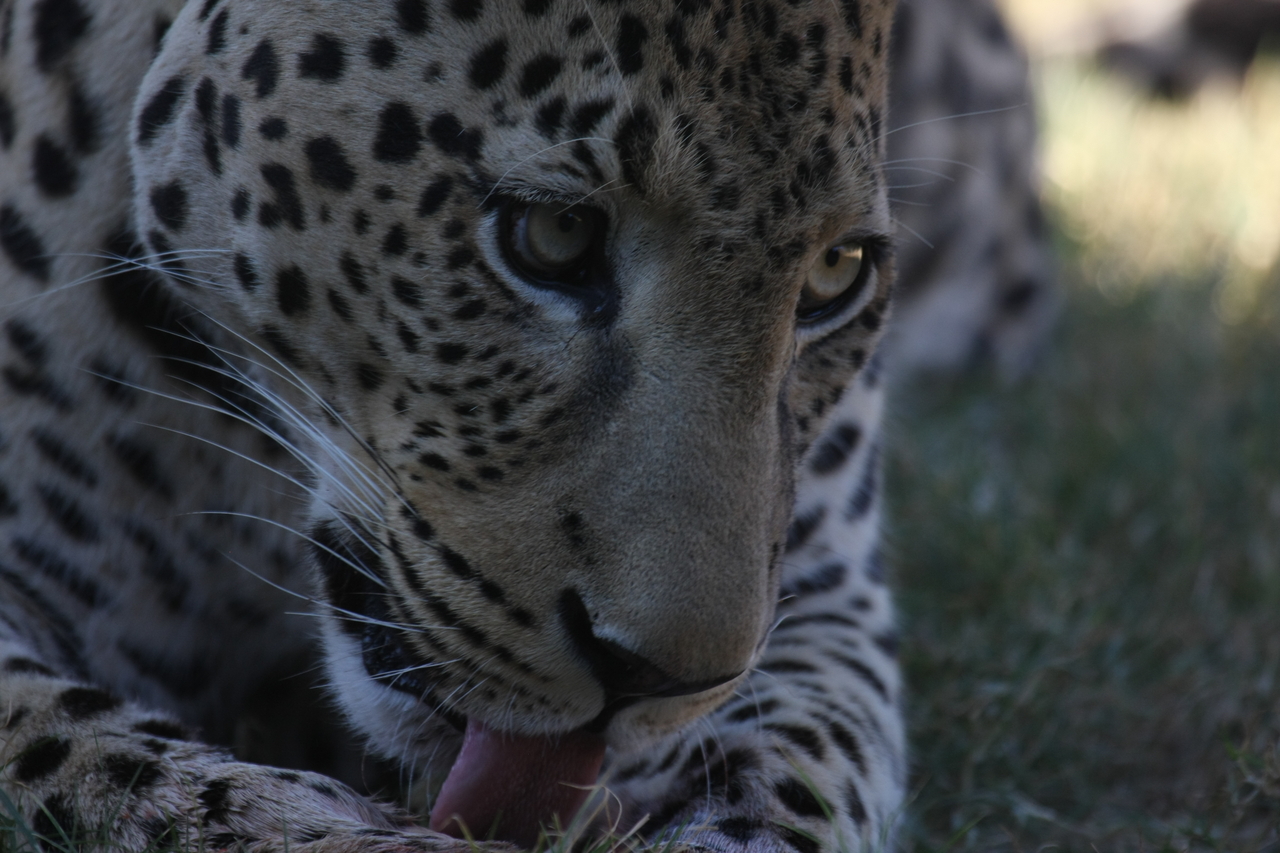 [5955] 2016_06_23_10_27_54_Africa_Canon_EOS_40D_IMG__08583.jpg