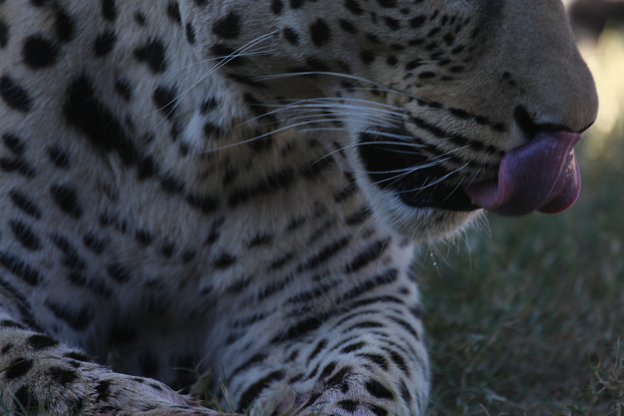 [5957] 2016_06_23_10_27_55_Africa_Canon_EOS_40D_IMG__01137.jpg