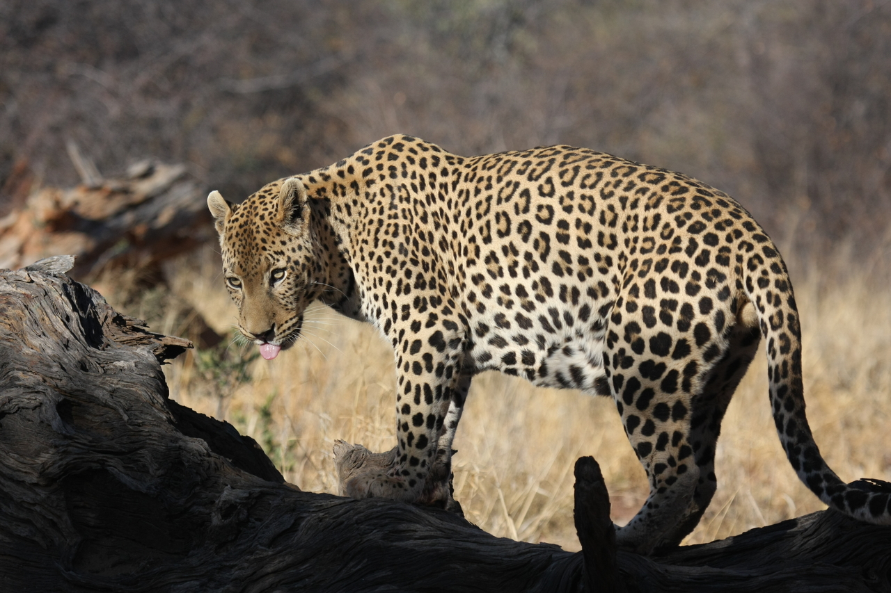 [5967] 2016_06_23_10_28_58_Africa_Canon_EOS_40D_IMG__08585.jpg
