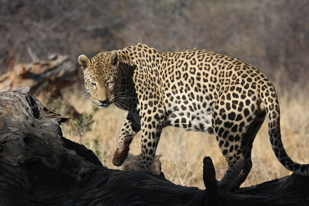 [5969] 2016_06_23_10_28_58_Africa_Canon_EOS_40D_IMG__08587.jpg