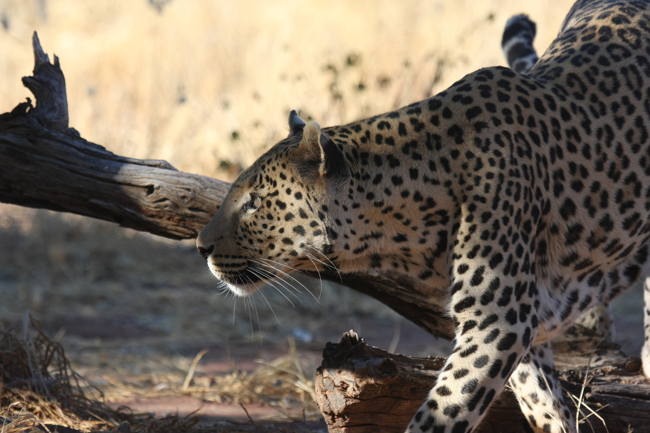 [5984] 2016_06_23_10_29_18_Africa_Canon_EOS_40D_IMG__00311.jpg