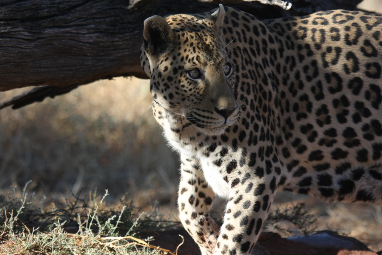 [5994] 2016_06_23_10_29_31_Africa_Canon_EOS_40D_IMG__00313.jpg