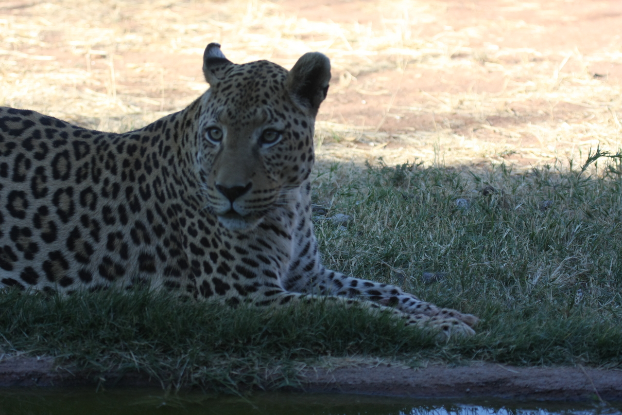 [6021] 2016_06_23_10_30_08_Africa_Canon_EOS_40D_IMG__08597.jpg