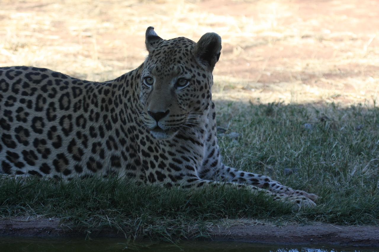 [6029] 2016_06_23_10_30_09_Africa_Canon_EOS_40D_IMG__01152.jpg