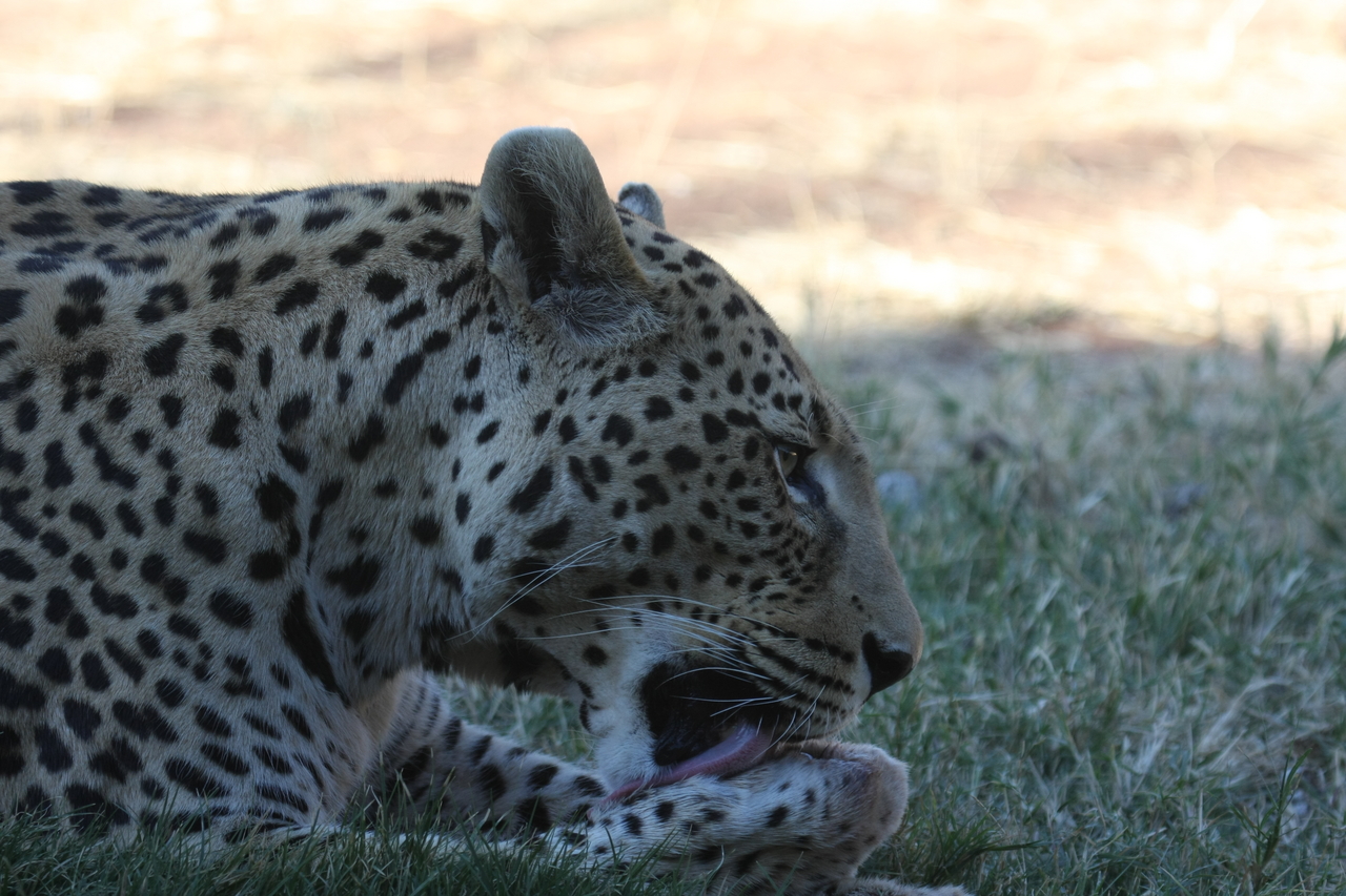 [6061] 2016_06_23_10_31_55_Africa_Canon_EOS_40D_IMG__01158.jpg