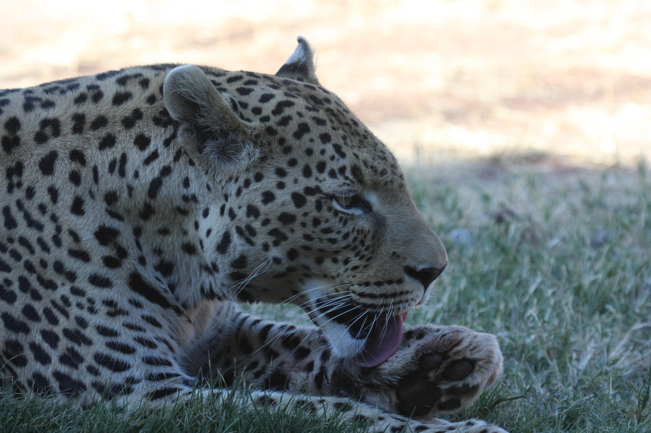 [6083] 2016_06_23_10_32_18_Africa_Canon_EOS_40D_IMG__00330.jpg