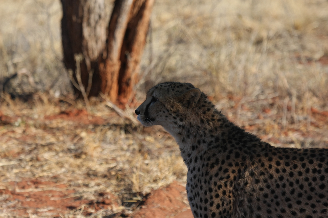 [6231] 2016_06_23_10_43_51_Africa_Canon_EOS_40D_IMG__08615.jpg