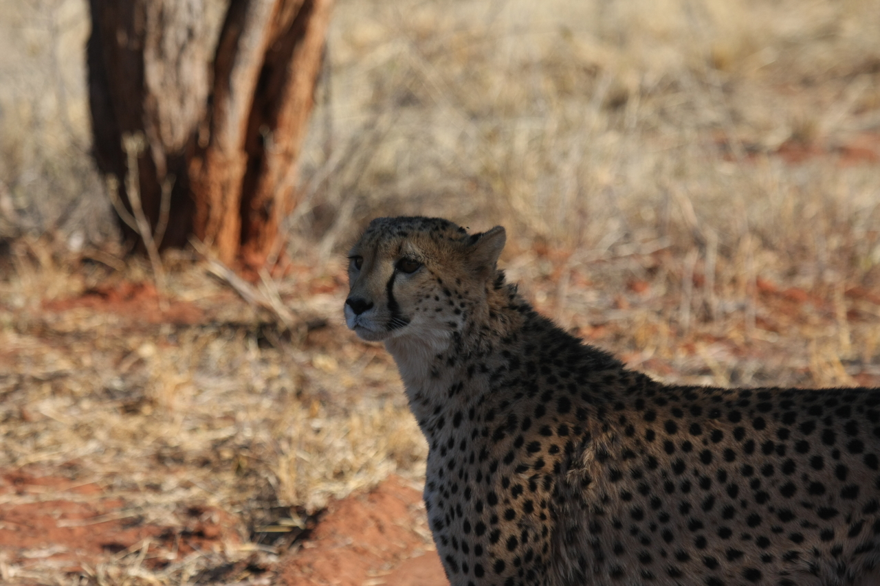 [6237] 2016_06_23_10_43_53_Africa_Canon_EOS_40D_IMG__08617.jpg