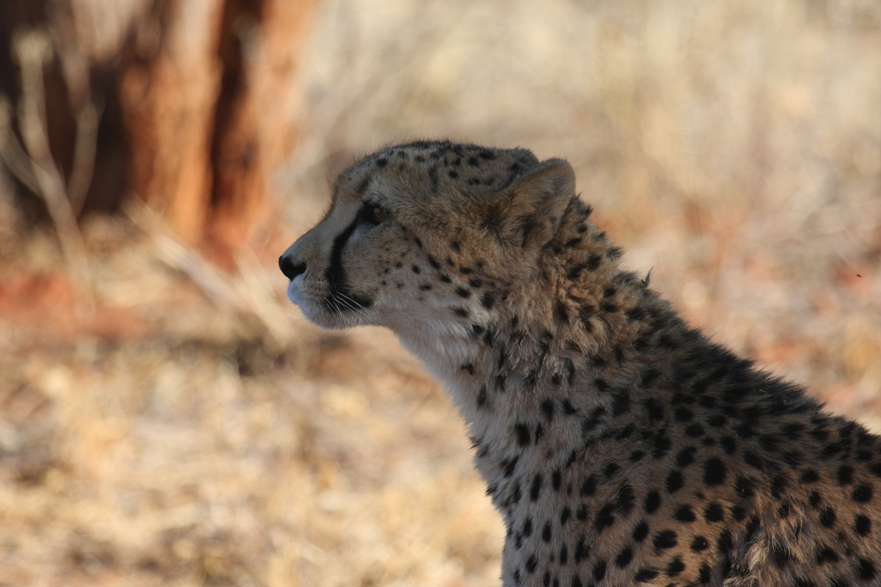 [6247] 2016_06_23_10_44_05_Africa_Canon_EOS_40D_IMG__01173.jpg