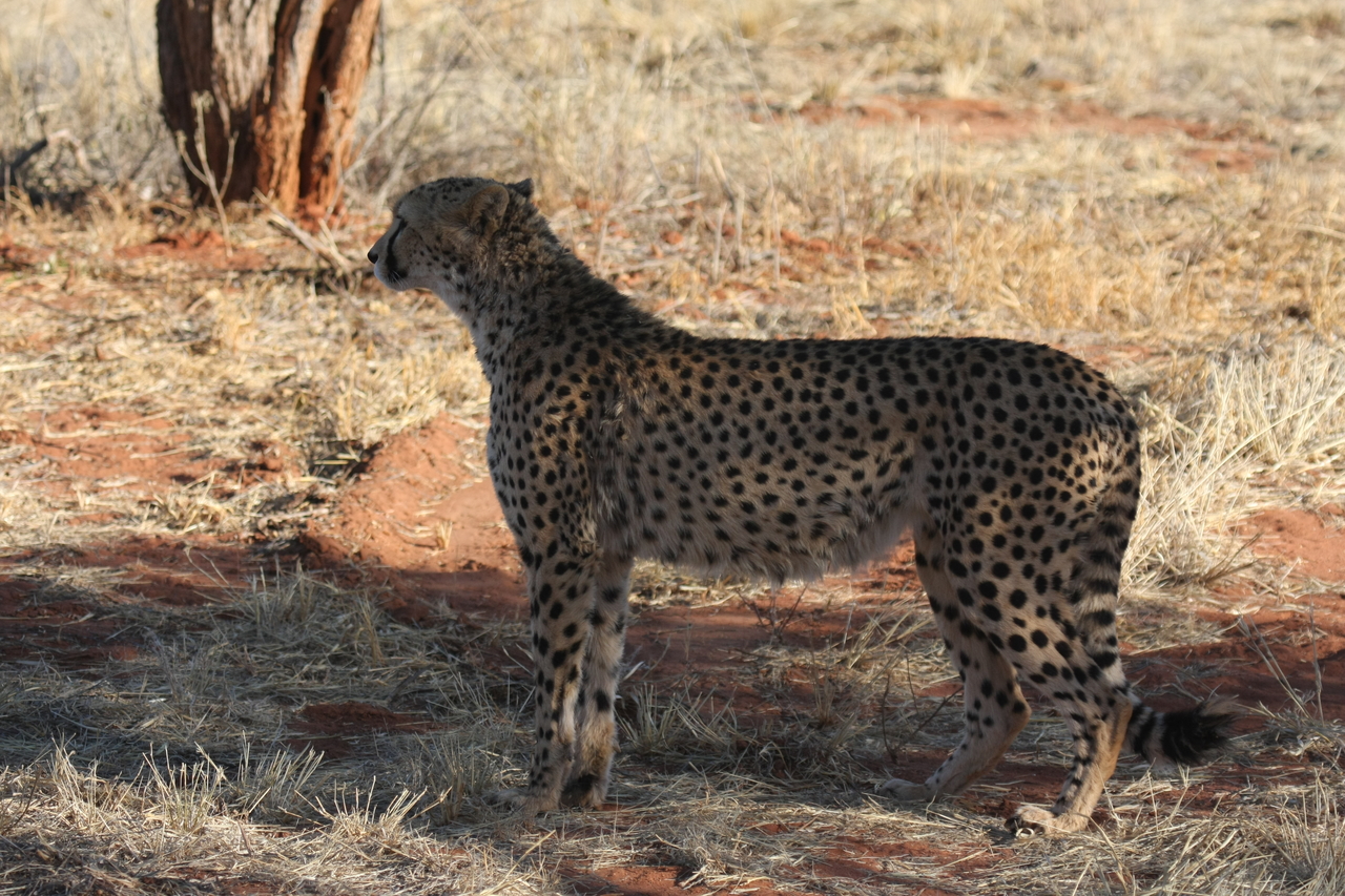 [6255] 2016_06_23_10_44_20_Africa_Canon_EOS_40D_IMG__00342.jpg