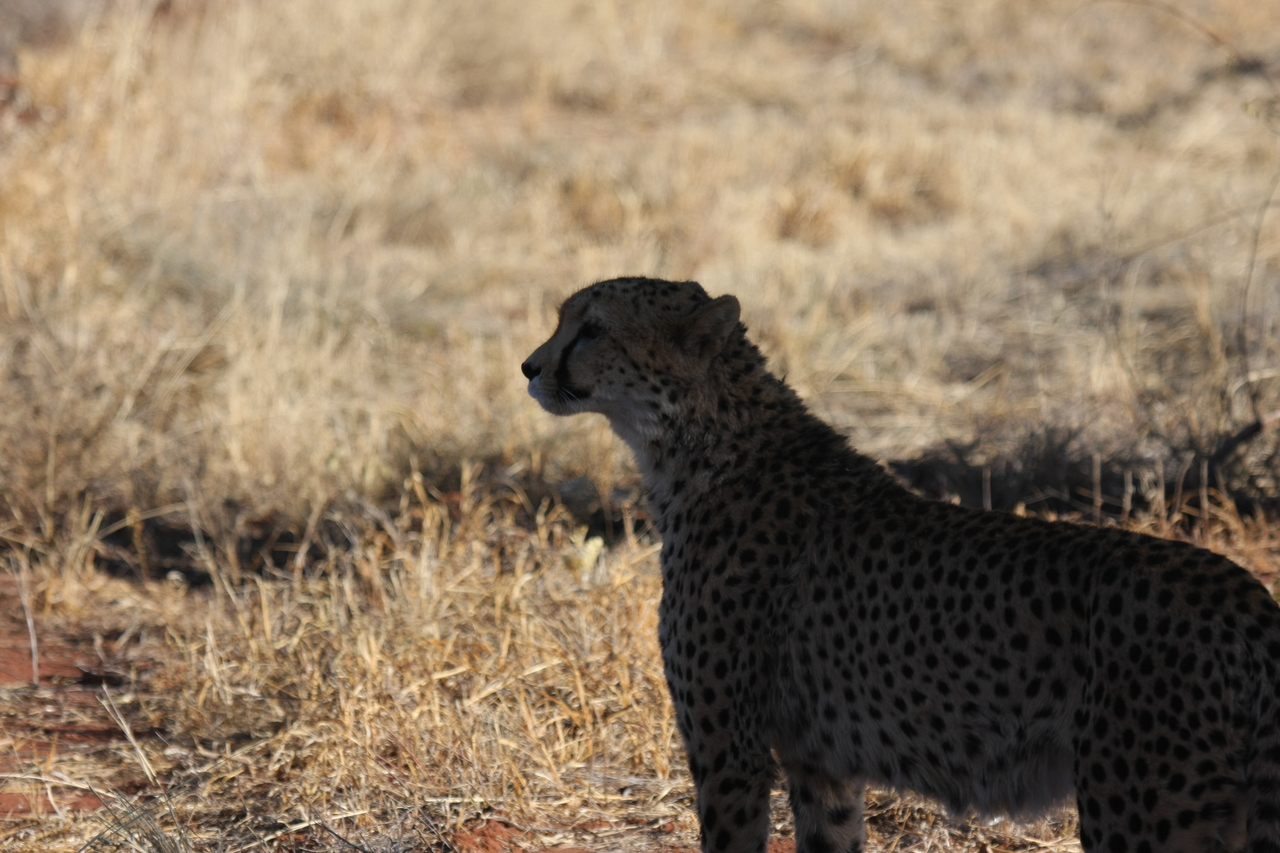[6270] 2016_06_23_10_44_31_Africa_Canon_EOS_40D_IMG__08626.jpg