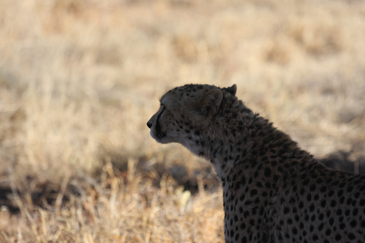 [6282] 2016_06_23_10_44_47_Africa_Canon_EOS_40D_IMG__00347.jpg