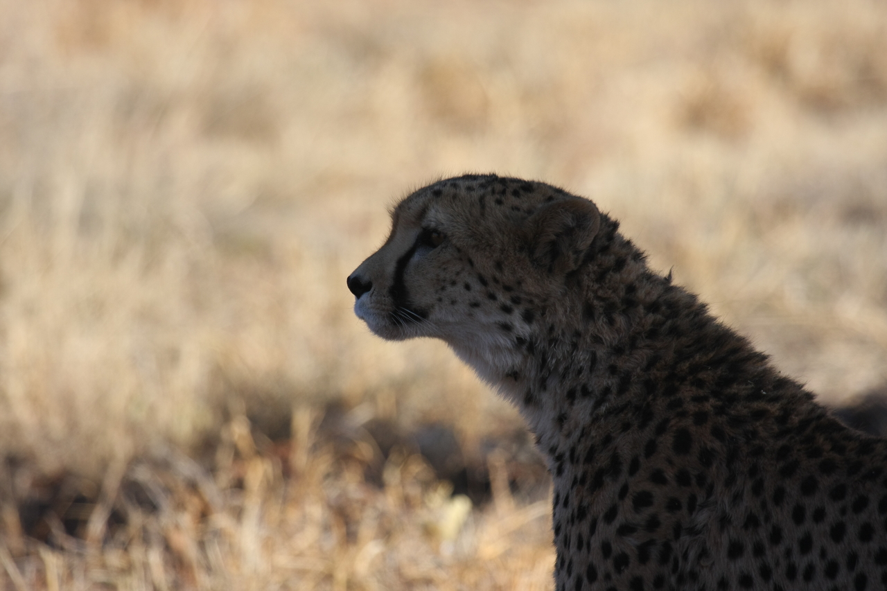 [6287] 2016_06_23_10_44_51_Africa_Canon_EOS_40D_IMG__01182.jpg