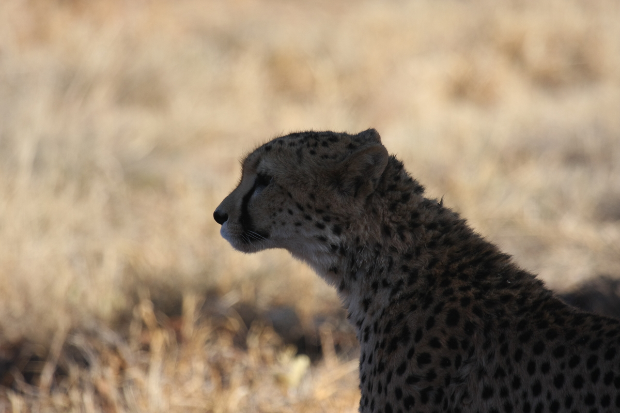 [6299] 2016_06_23_10_45_17_Africa_Canon_EOS_40D_IMG__08631.jpg