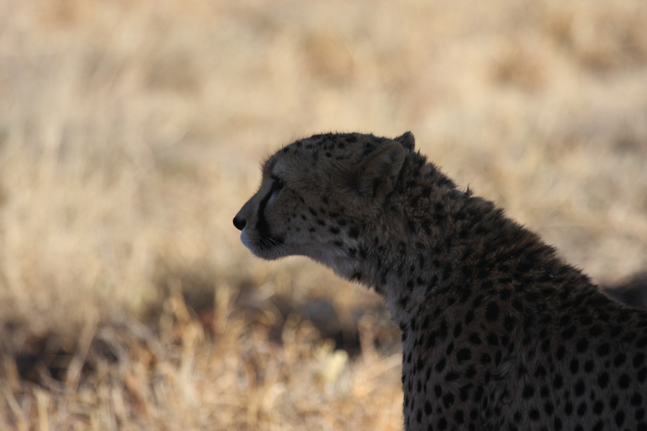 [6303] 2016_06_23_10_45_25_Africa_Canon_EOS_40D_IMG__01185.jpg