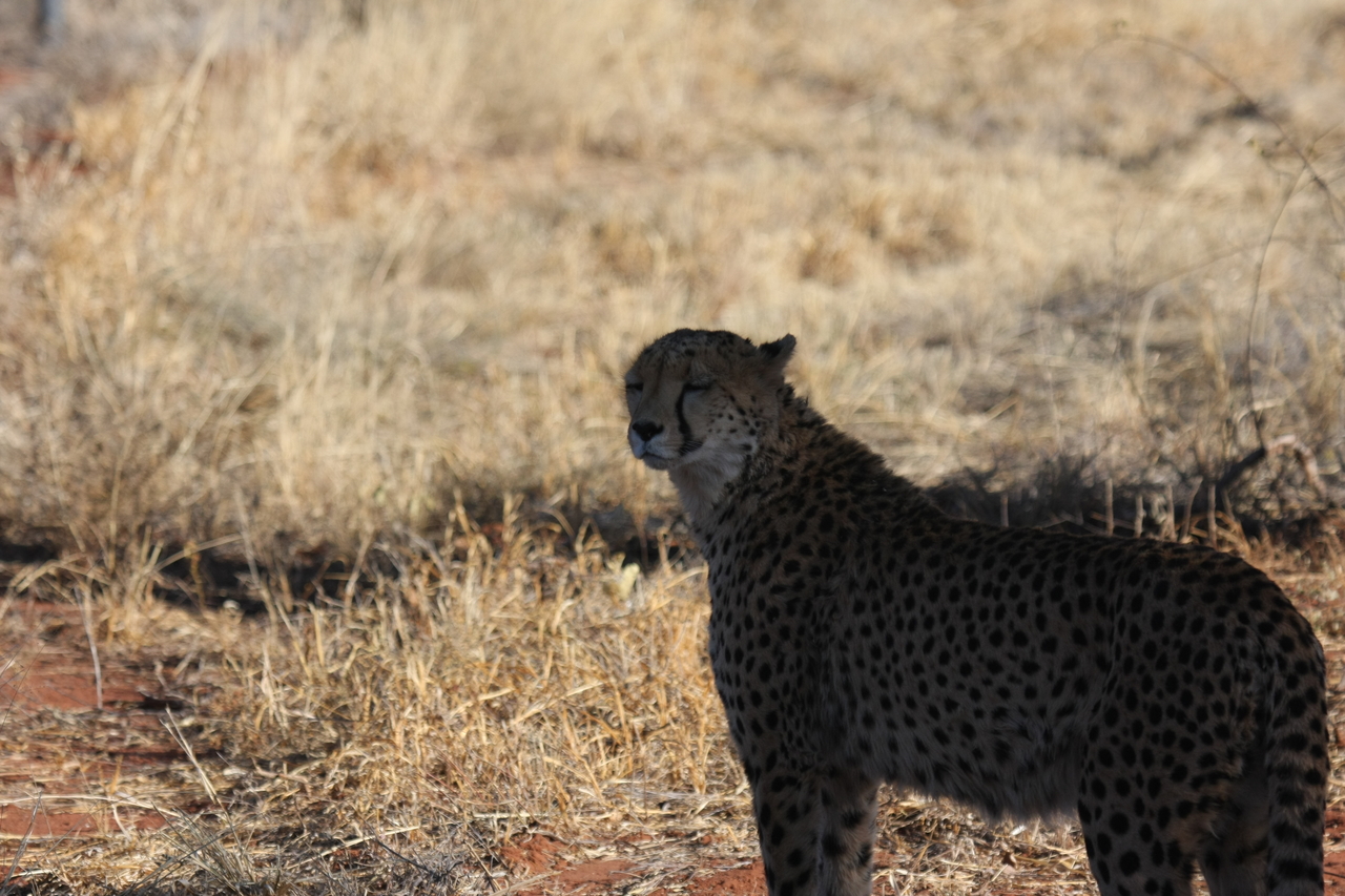 [6313] 2016_06_23_10_45_42_Africa_Canon_EOS_40D_IMG__00354.jpg