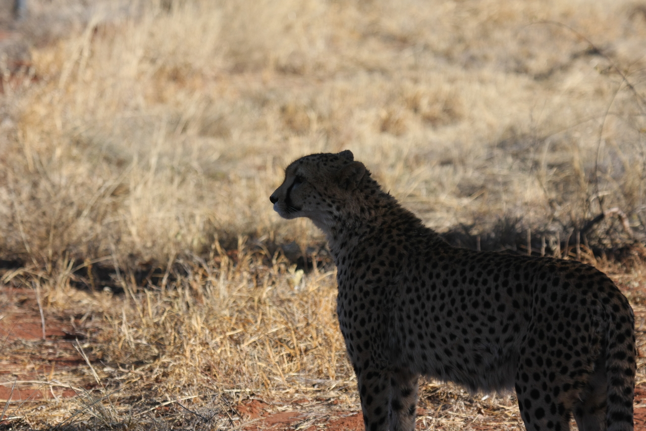 [6316] 2016_06_23_10_45_42_Africa_Canon_EOS_40D_IMG__01189.jpg