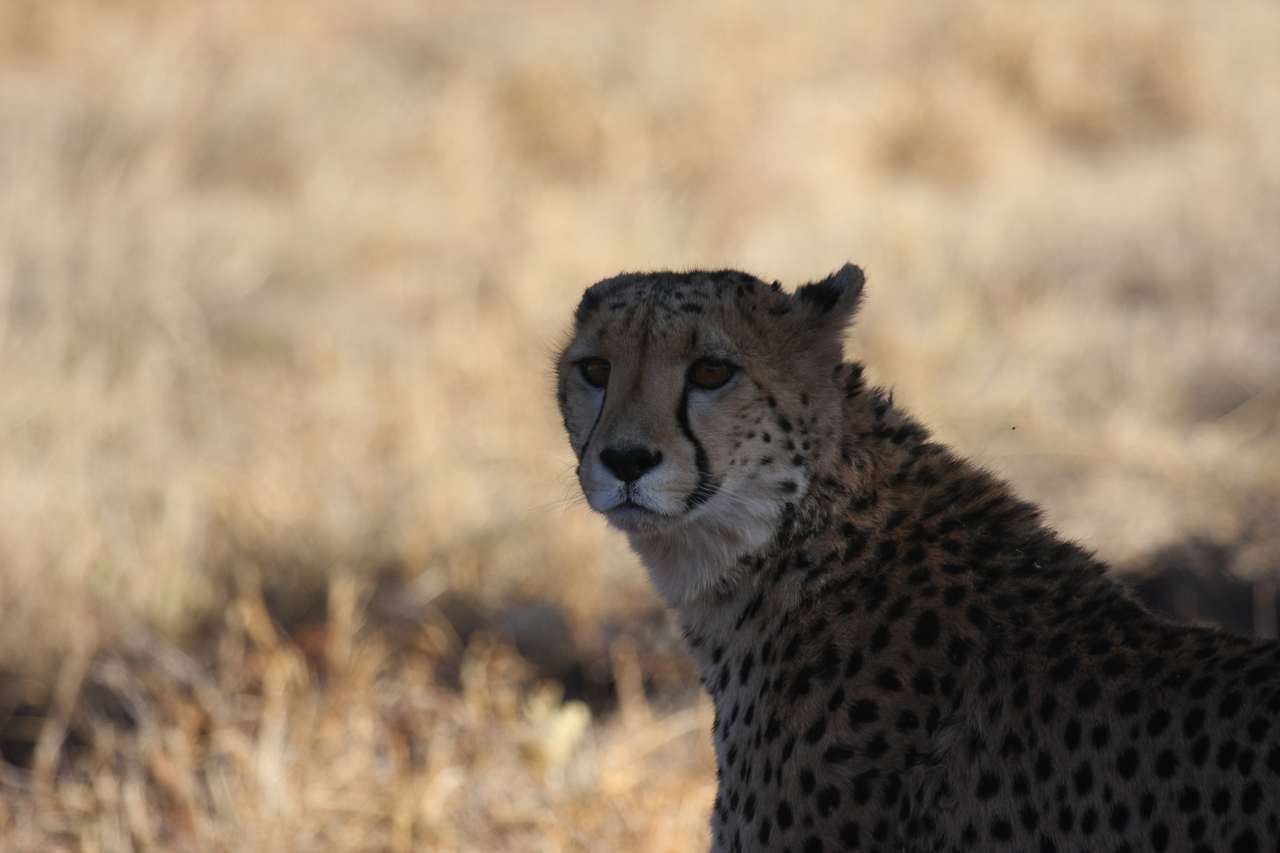 [6319] 2016_06_23_10_45_53_Africa_Canon_EOS_40D_IMG__00356.jpg