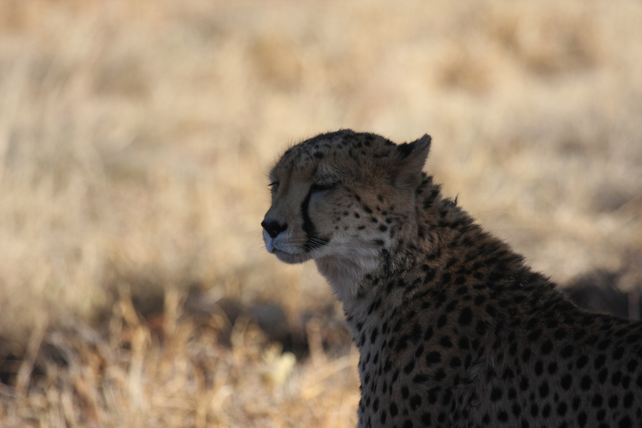 [6324] 2016_06_23_10_45_53_Africa_Canon_EOS_40D_IMG__01192.jpg