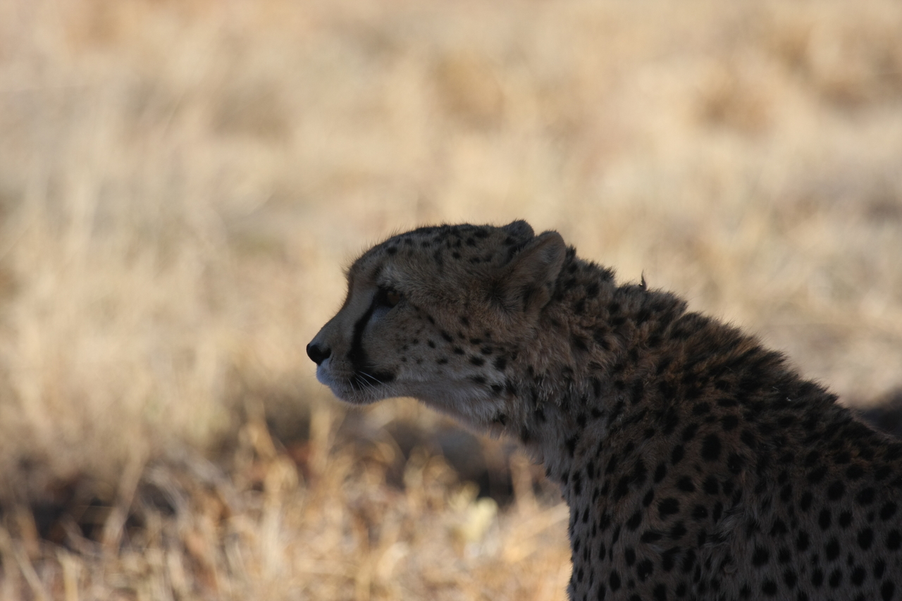 [6337] 2016_06_23_10_46_02_Africa_Canon_EOS_40D_IMG__00362.jpg