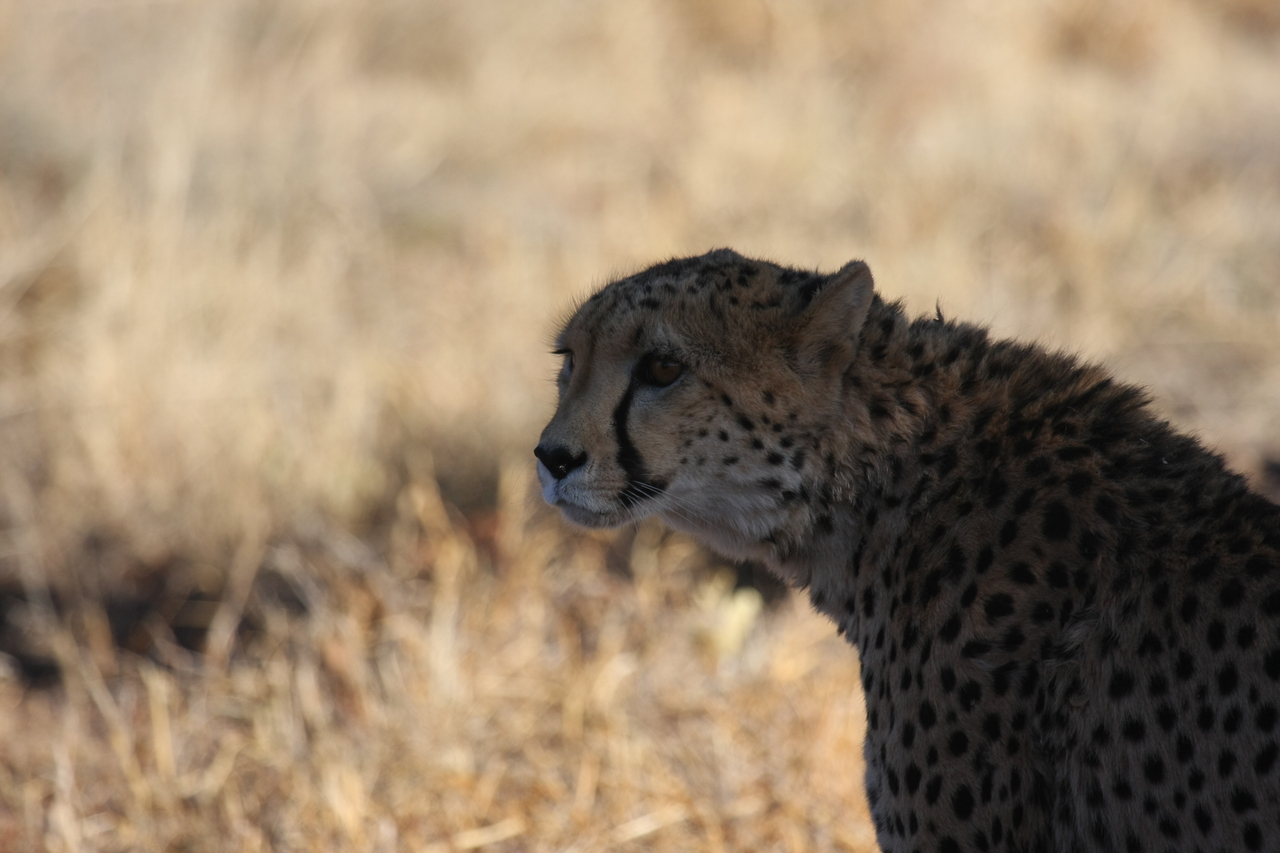 [6343] 2016_06_23_10_46_06_Africa_Canon_EOS_40D_IMG__01197.jpg