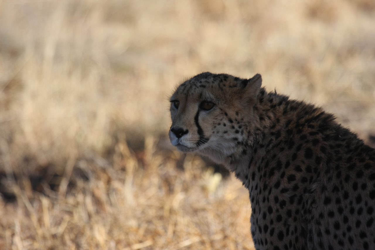 [6344] 2016_06_23_10_46_06_Africa_Canon_EOS_40D_IMG__01198.jpg