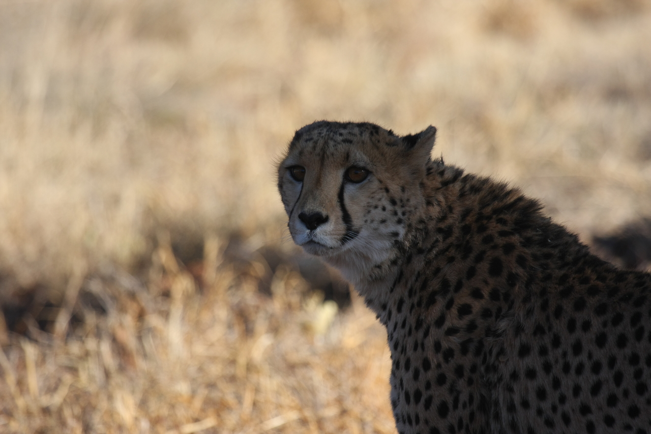 [6356] 2016_06_23_10_46_08_Africa_Canon_EOS_40D_IMG__00369.jpg
