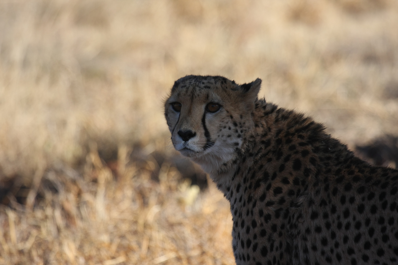 [6367] 2016_06_23_10_46_10_Africa_Canon_EOS_40D_IMG__00372.jpg