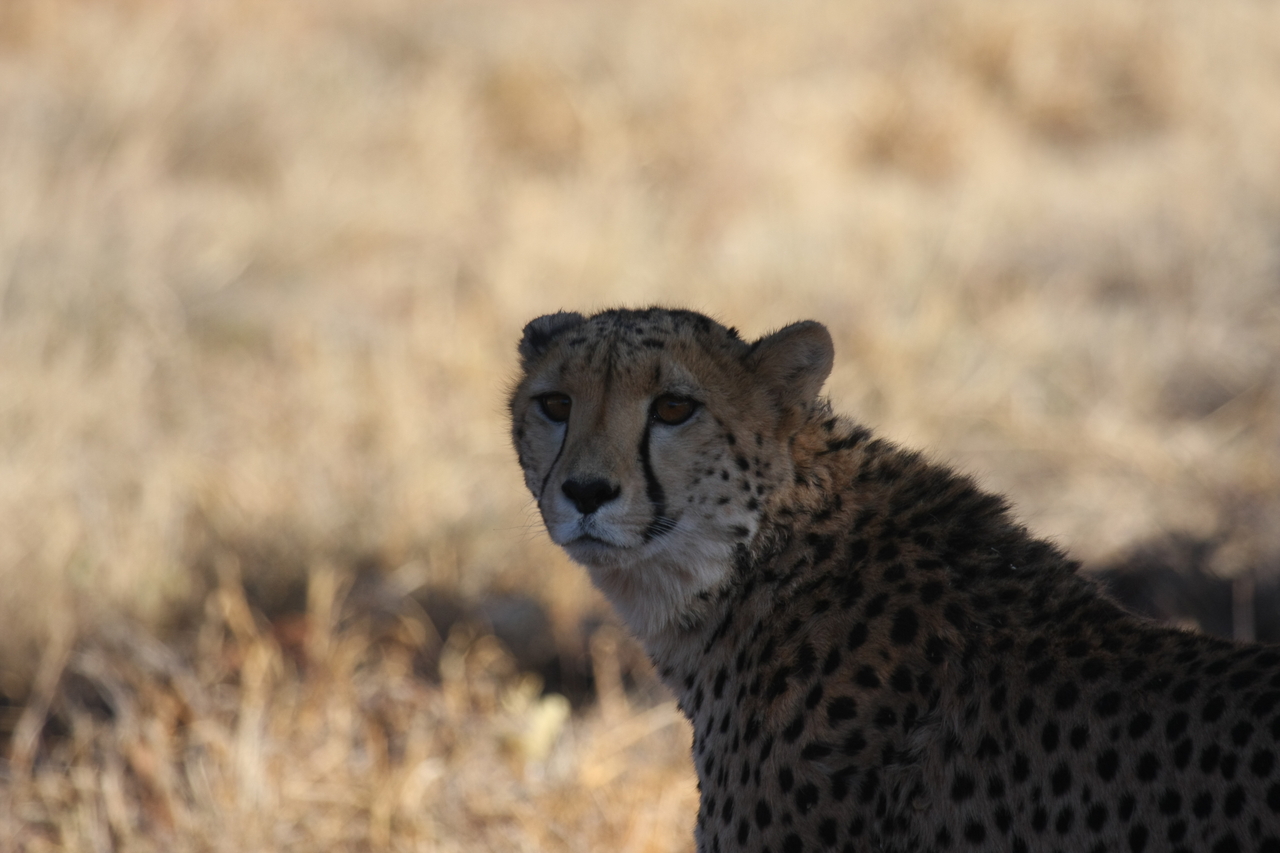 [6376] 2016_06_23_10_46_56_Africa_Canon_EOS_40D_IMG__00375.jpg