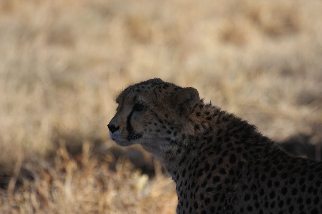 [6388] 2016_06_23_10_46_58_Africa_Canon_EOS_40D_IMG__01213.jpg