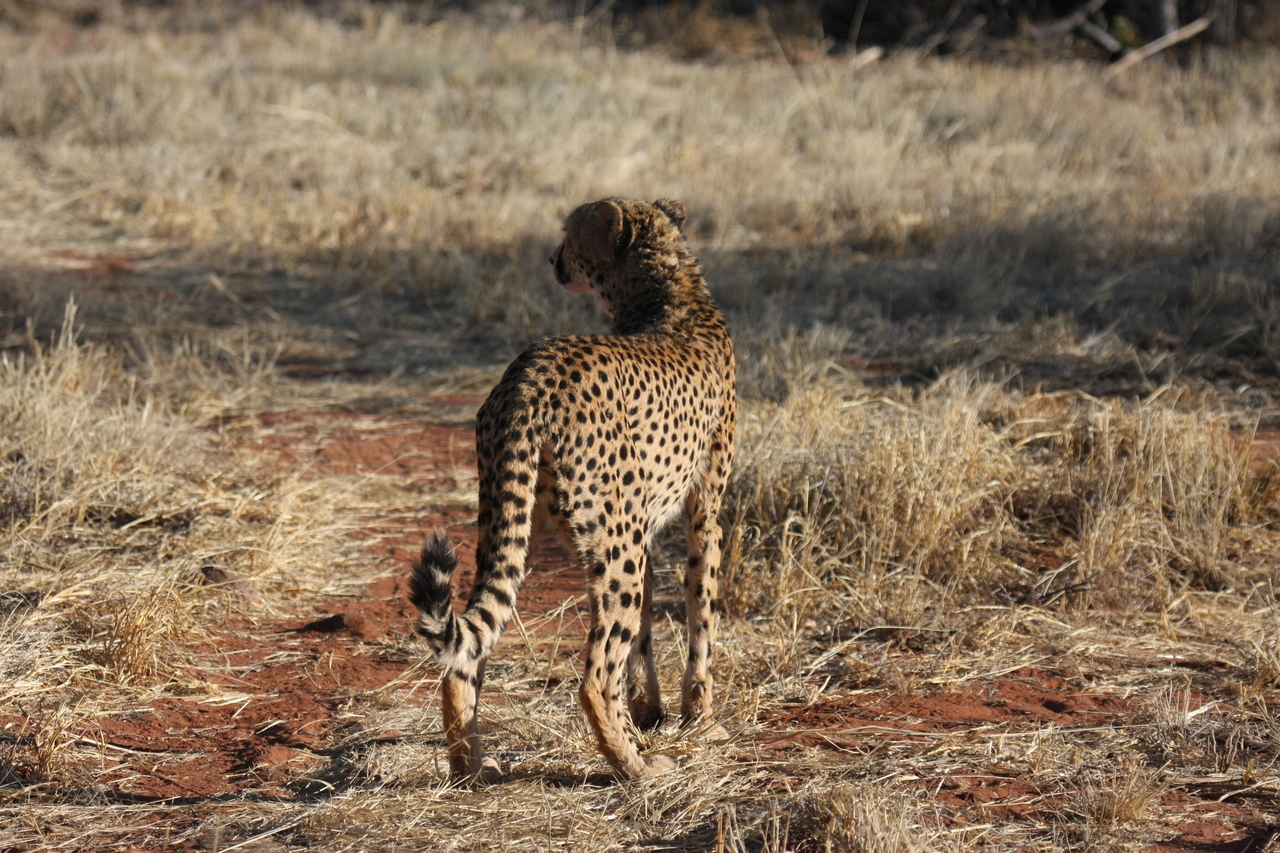 [6399] 2016_06_23_10_47_51_Africa_Canon_EOS_40D_IMG__08661.jpg