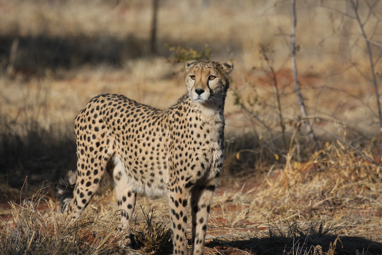 [6414] 2016_06_23_10_49_20_Africa_Canon_EOS_40D_IMG__08666.jpg