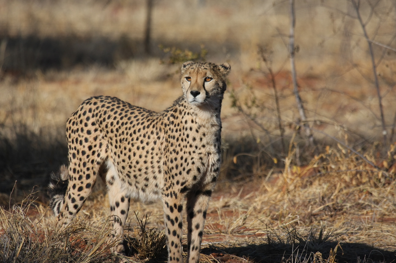 [6420] 2016_06_23_10_49_21_Africa_Canon_EOS_40D_IMG__08668.jpg