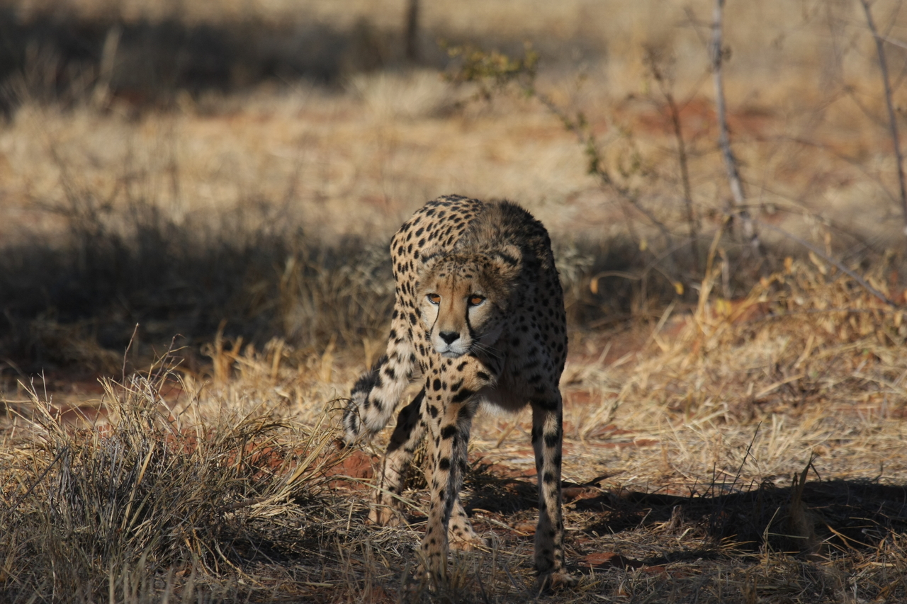 [6427] 2016_06_23_10_49_26_Africa_Canon_EOS_40D_IMG__01225.jpg