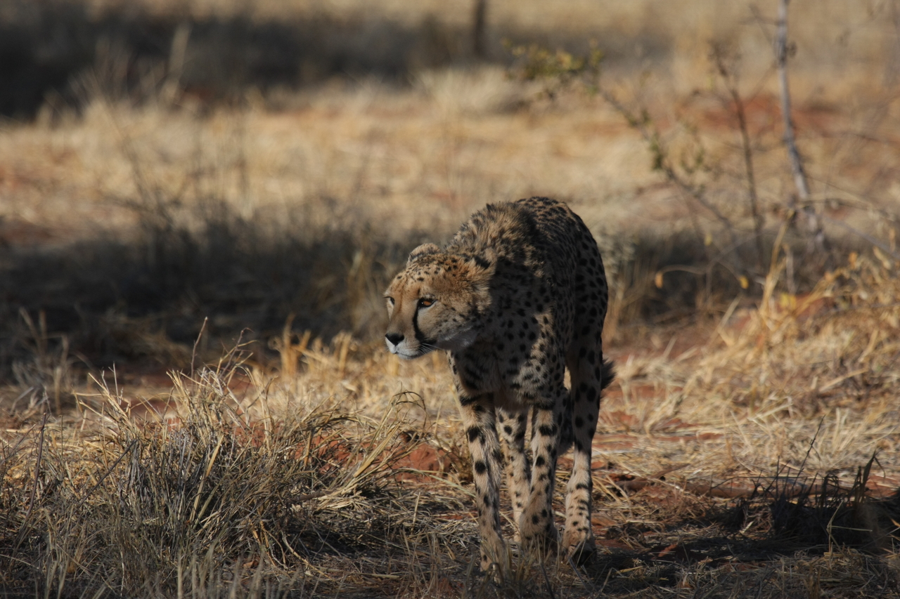 [6431] 2016_06_23_10_49_27_Africa_Canon_EOS_40D_IMG__00392.jpg