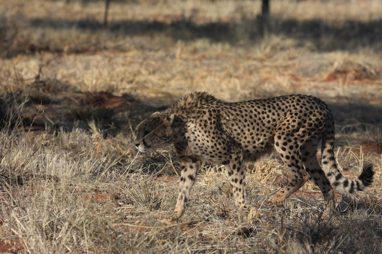 [6438] 2016_06_23_10_49_37_Africa_Canon_EOS_40D_IMG__00395.jpg