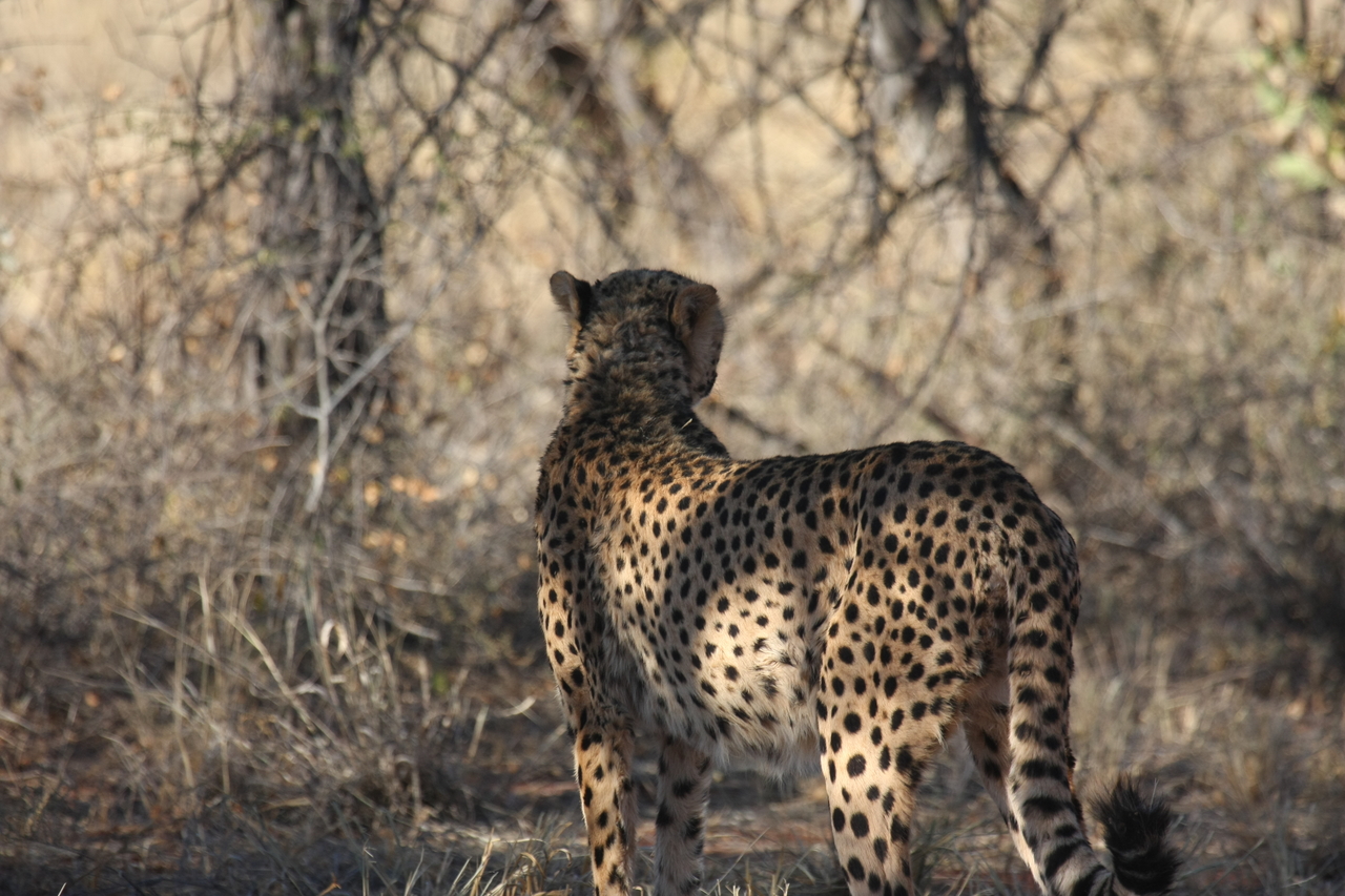 [6454] 2016_06_23_10_50_26_Africa_Canon_EOS_40D_IMG__08680.jpg