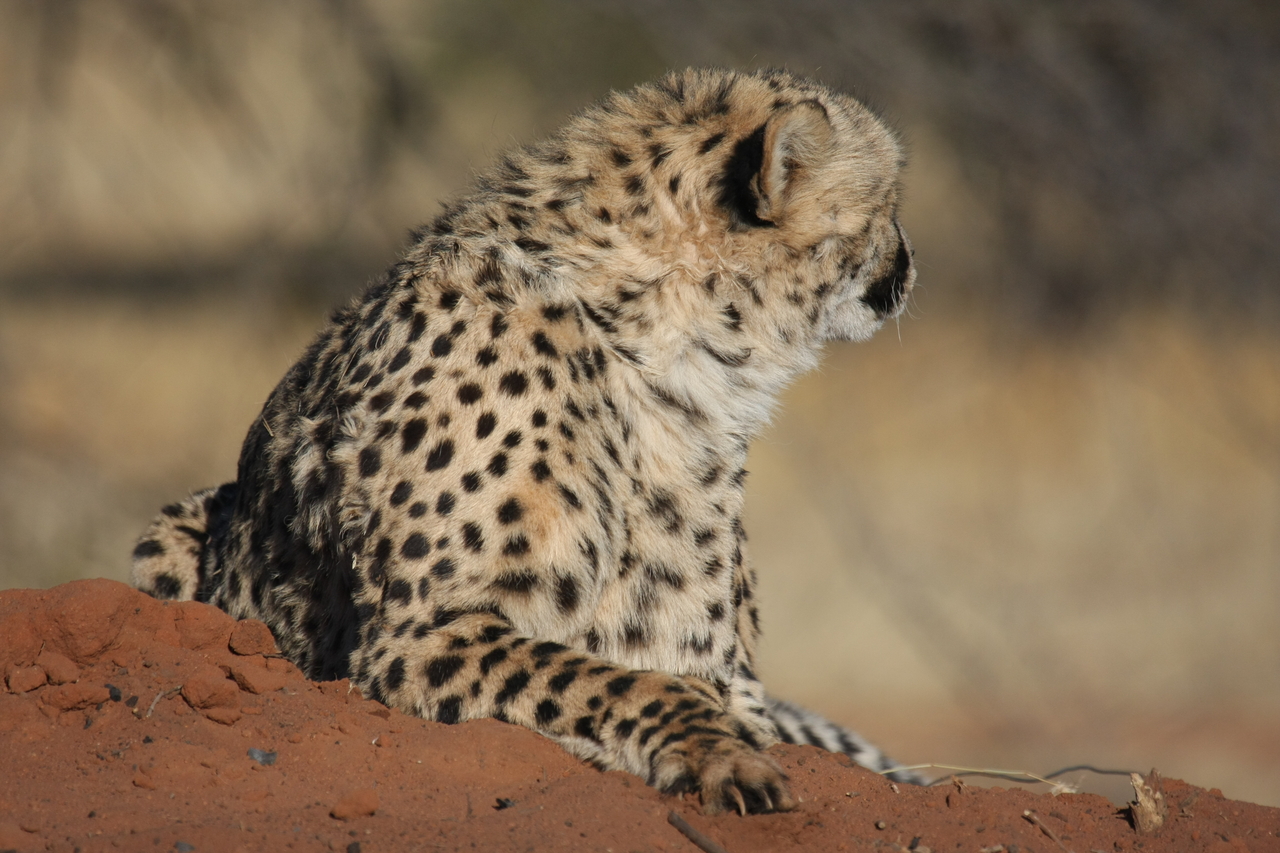 [6502] 2016_06_23_10_53_47_Africa_Canon_EOS_40D_IMG__08696.jpg