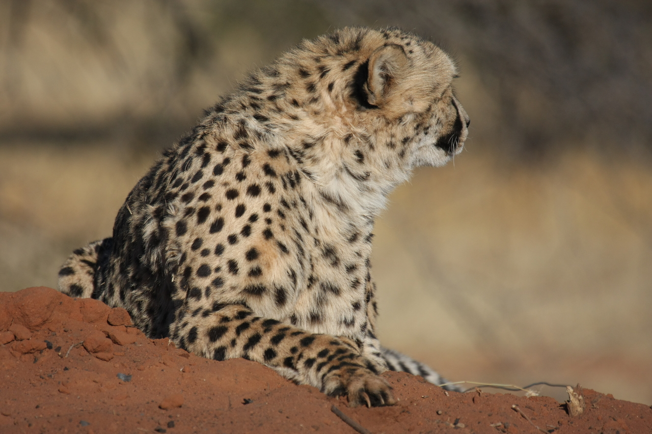 [6503] 2016_06_23_10_53_51_Africa_Canon_EOS_40D_IMG__00416.jpg