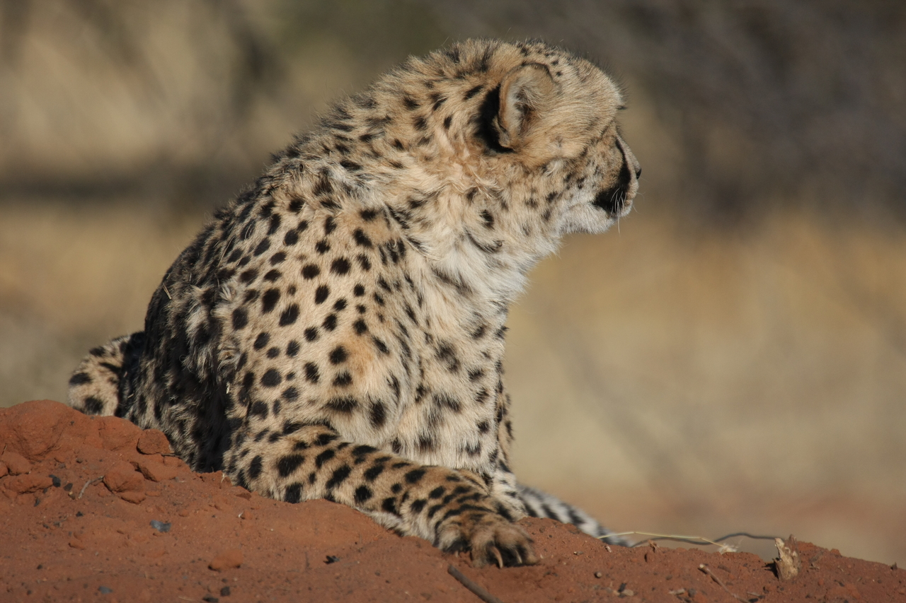 [6504] 2016_06_23_10_53_51_Africa_Canon_EOS_40D_IMG__00417.jpg