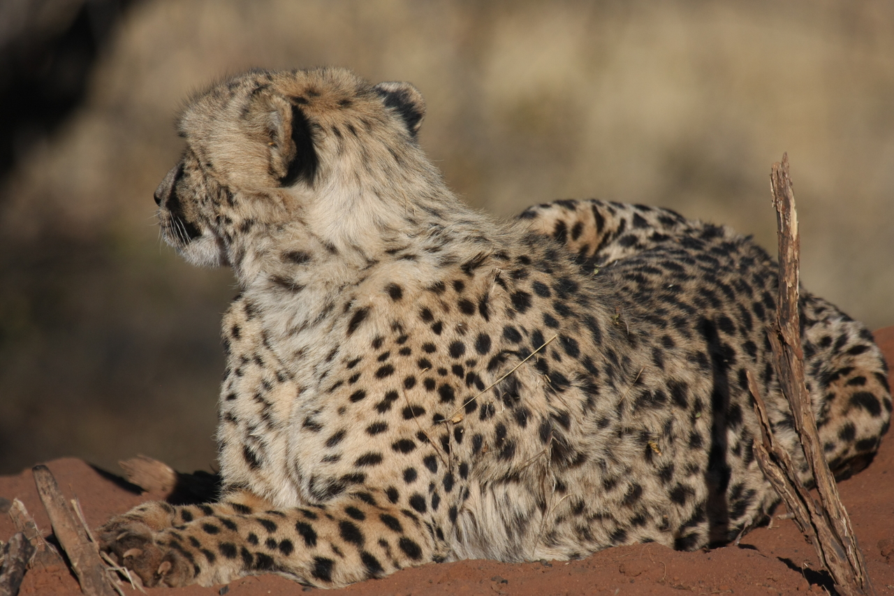 [6514] 2016_06_23_10_54_03_Africa_Canon_EOS_40D_IMG__00419.jpg