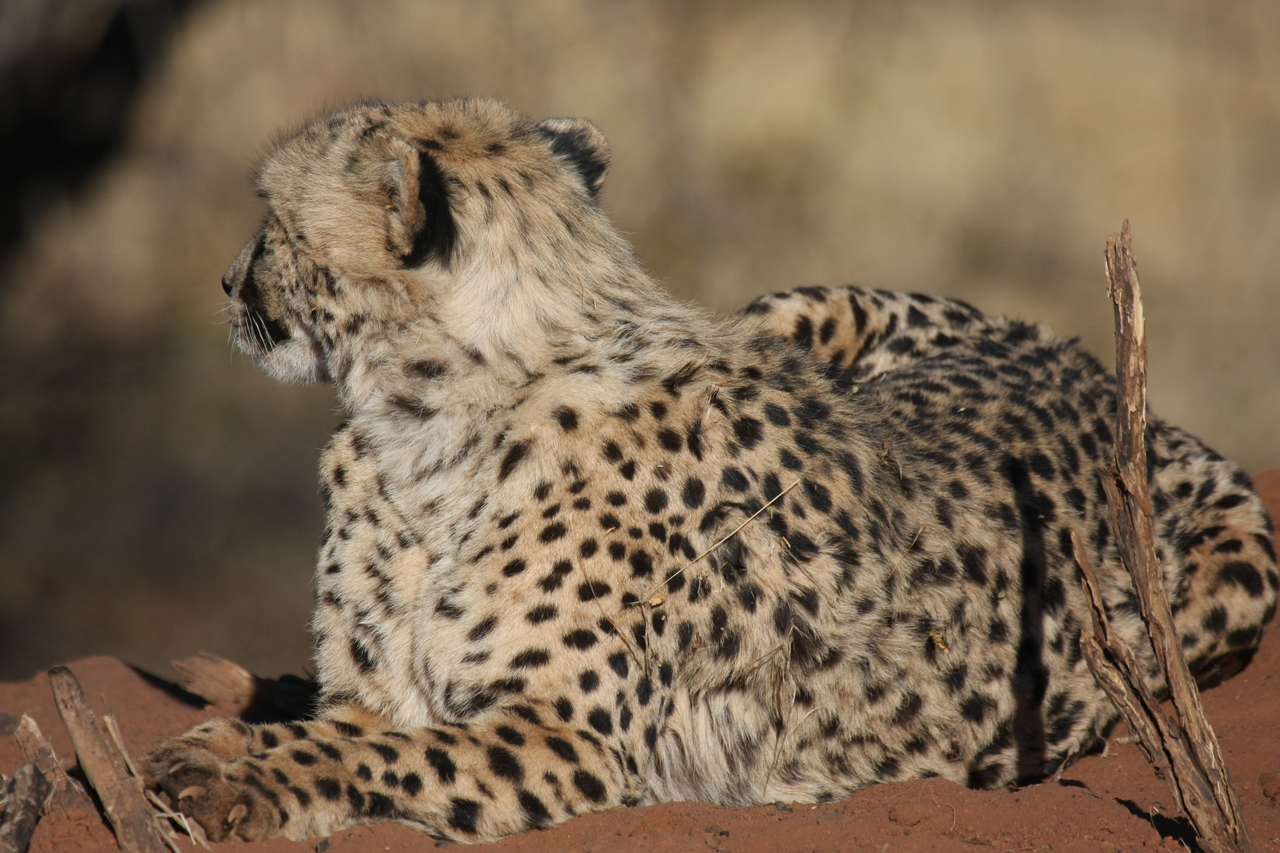 [6518] 2016_06_23_10_54_03_Africa_Canon_EOS_40D_IMG__01254.jpg