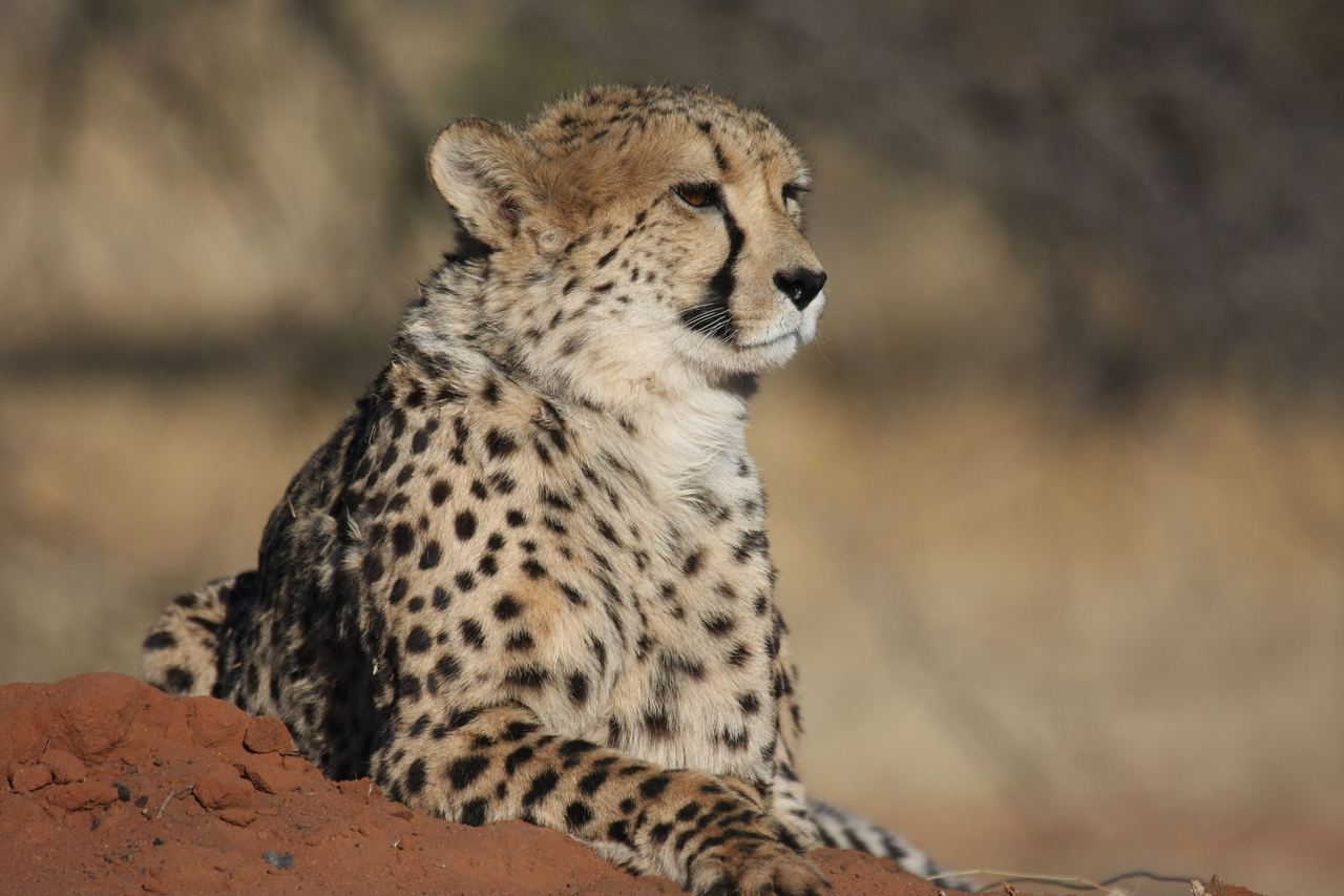 [6525] 2016_06_23_10_54_19_Africa_Canon_EOS_40D_IMG__01255.jpg