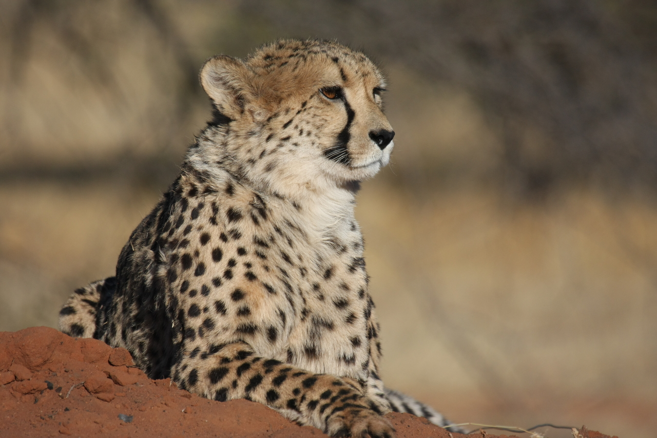 [6527] 2016_06_23_10_54_19_Africa_Canon_EOS_40D_IMG__01257.jpg