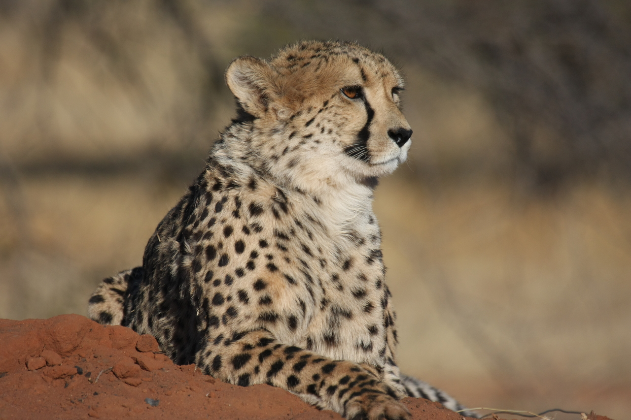 [6533] 2016_06_23_10_54_25_Africa_Canon_EOS_40D_IMG__01258.jpg