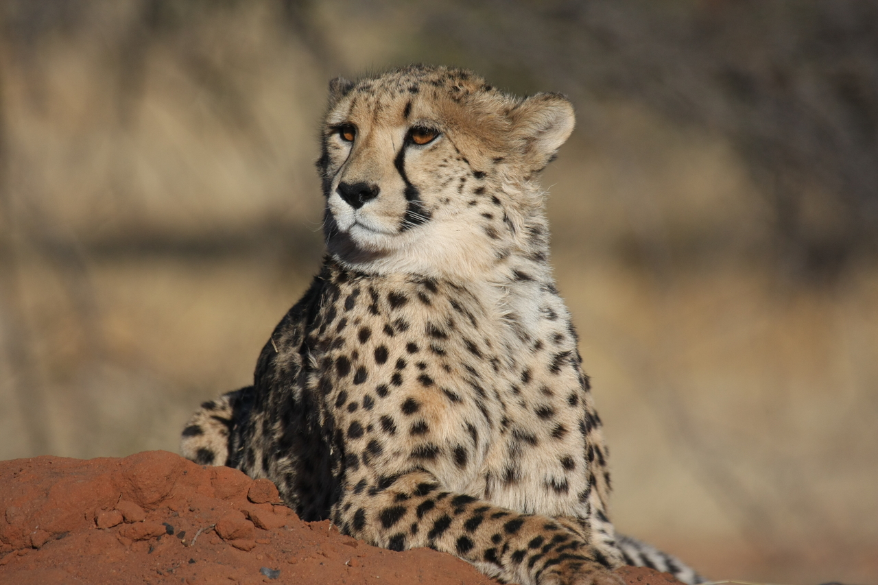 [6537] 2016_06_23_10_54_26_Africa_Canon_EOS_40D_IMG__00426.jpg