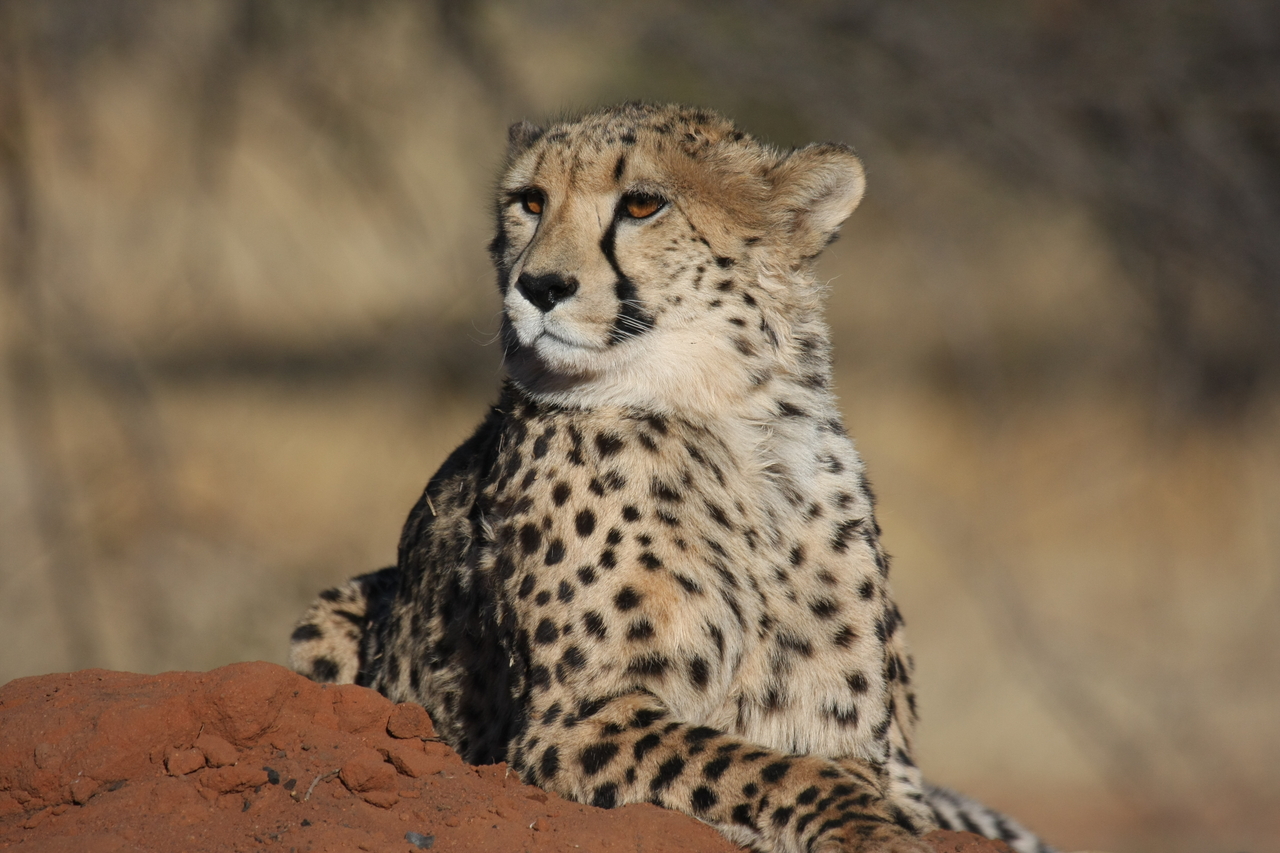 [6538] 2016_06_23_10_54_26_Africa_Canon_EOS_40D_IMG__00427.jpg