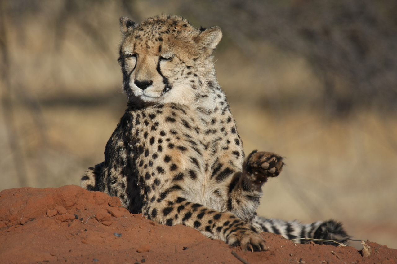[6550] 2016_06_23_10_54_46_Africa_Canon_EOS_40D_IMG__00431.jpg