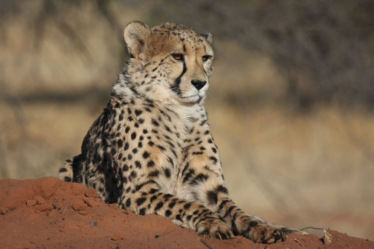 [6559] 2016_06_23_10_54_47_Africa_Canon_EOS_40D_IMG__00434.jpg